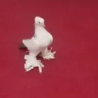 کبوتر