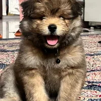 واگذاری سگ|سگ|مشهد, گوهرشاد|دیوار