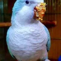 راهب بلو اسکای