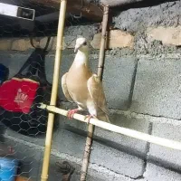 کفتر