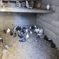 فروش کبوتر