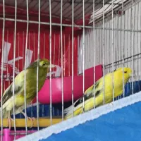 سلام قناری سالم سرحال قیمت توافقی|پرنده|خمینی‌شهر, |دیوار