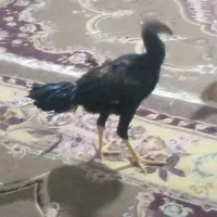 لاری ۸ ماهه|حیوانات مزرعه|اقبالیه, |دیوار