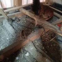 مرغ|حیوانات مزرعه|رشت, جماران|دیوار