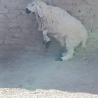 قوچ وبز مری