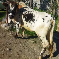 گوساله ماده لیشه چهار دندان