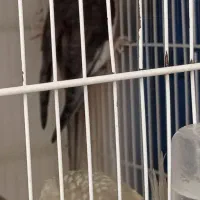 عروس هلندی کوتوله|پرنده|سبزوار, کهنه آب|دیوار