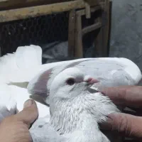 تعداد4جفت کفتر بدردبخور پرشی همه سفیدی|پرنده|ساوه, |دیوار