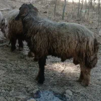 نرمیش|حیوانات مزرعه|صمصامی, |دیوار