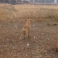 فروشی|سگ|انگوران, |دیوار