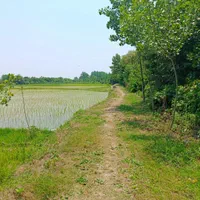 فروش زمین شالیزار ۱۴۵۰ متری/ خمام معاوضه با ماشین|فروش زمین و ملک کلنگی|خشکبیجار, |دیوار