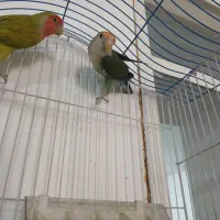 طوطی