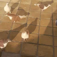 کبوتر زرد پلاس گمشده..چند روزی میشه