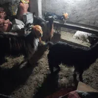 بز  داشتی و کشتی