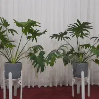 گل برگ انجیری فر