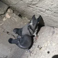 کبوتر پلاکی|پرنده|جیرفت, |دیوار