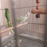 طوطی برزیلی ماده|پرنده|کرمانشاه, |دیوار