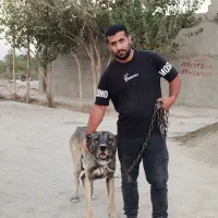 سگ سرابی نر جهت کشش با ماده های اصیل سرابی|سگ|بهارستان, |دیوار