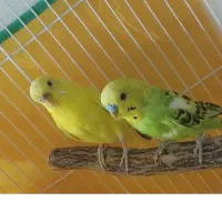 دوتا مرغ عشق جفت|پرنده|بهار, |دیوار