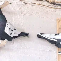 کبوتر پرشی|پرنده|بیرجند, |دیوار