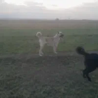 سگ ماده|سگ|یامچی, |دیوار