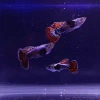 گوپی فول کیفیت سایز L|ماهی|تهران, مخصوص|دیوار