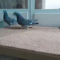 کبوتر تهرانی|پرنده|اصفهان, شاهد|دیوار