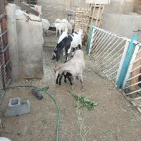 بزآلپن و پاکستانی اصل باکره ماده درشت|حیوانات مزرعه|یزد, |دیوار