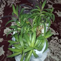 گل موسی