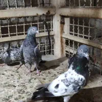 کبوتر کله سبز