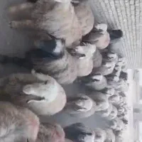 میش بختیاری