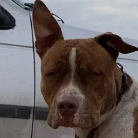 سگ پیتبول گمشده|سگ|مسجد سلیمان, |دیوار