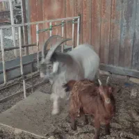 نر بز دوبور تکه شیرازی|حیوانات مزرعه|قم, قلعه صدری|دیوار