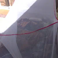 پشه بند
