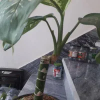 گل طبیعی|گل و گیاه طبیعی|کرمانشاه, |دیوار