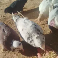 کبوتر هفت رنگ   کبوتر پیس|پرنده|پلدختر, |دیوار