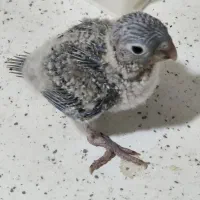 جوجه سرلاکی گرینچیک یلوساید سرحال