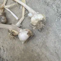 سیر همدان