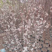 نهال گردوزیتون یاس مرکبات درخت نهالستان تولیدی|خدمات باغبانی و درختکاری|کاشان, فاز ۱ ناجی آباد|دیوار