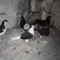 دارو نیوکاسل و همه مریضی ها کفتر