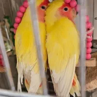 خرید فروشه معاوضه فنچ مرغ عشق عروس هلندی کوتوله