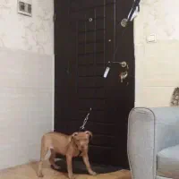 توله سگ ۴ ماهه پیت بول