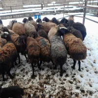 تعدادمیش‌بره‌دارواوست