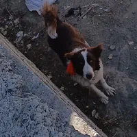 واگذاری سگ|سگ|الیگودرز, |دیوار