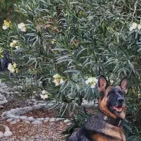 سگ ژرمن ، پیت بول ، باکسر