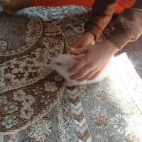 خرگوش ۲ماهه|موش و خرگوش|دماوند, مسکن مهر گیلاوند|دیوار