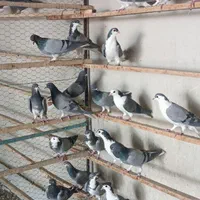 سیاپشت خرقه یا بدرنگ|پرنده|اصفهان, دهنو (محمدآباد)|دیوار