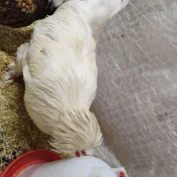 تخم‌ نطفه دار انواع مرغ