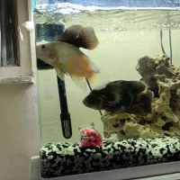 ماهی اسکار|ماهی|باغستان, |دیوار