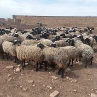 درجه یک ترین نژاد shal،طلای 24 عیار|حیوانات مزرعه|شیراز, احمدآباد|دیوار